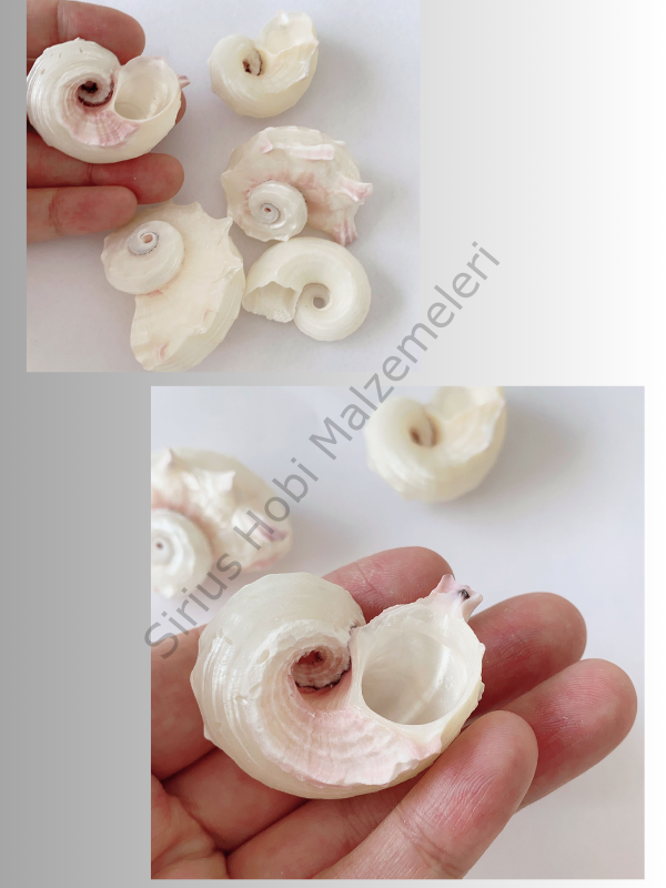 5 adet Sedefli Deniz Kabukları