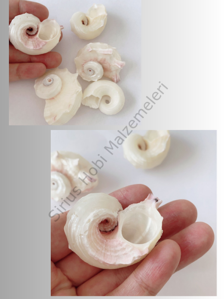 5 adet Sedefli Deniz Kabukları