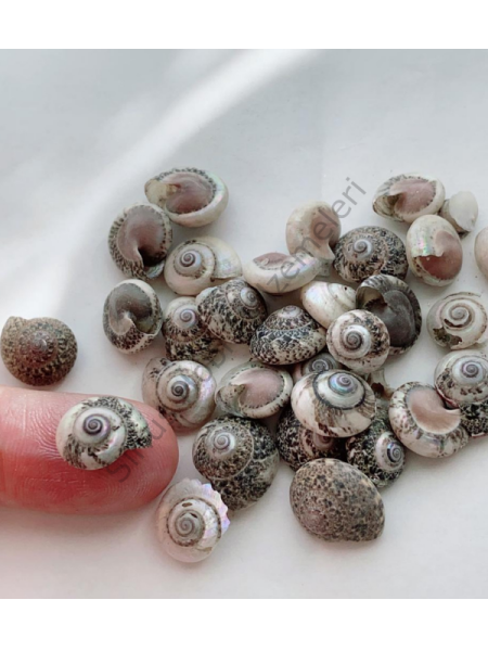 Sedefli Deniz Kabuğu 10 gr