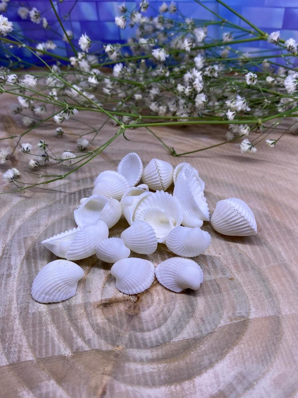 Beyaz Küçük Deniz kabuğu paket 25 gr