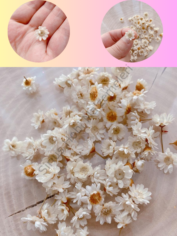 Minik Beyaz Brezilya Papatyaları 1 Gr Kutulu