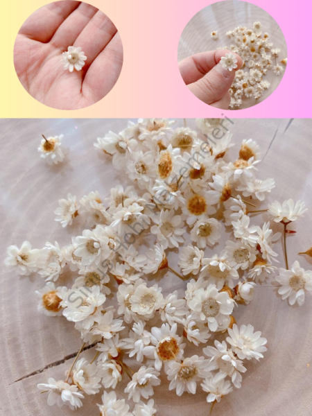 Minik Beyaz Brezilya Papatyaları 1 Gr Kutulu