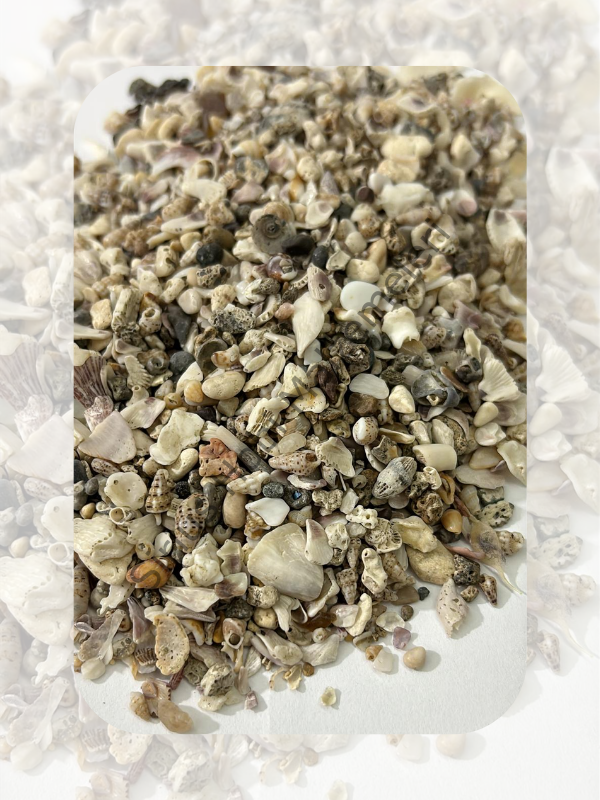 Doğal Karışık Deniz Kabuğu Kırıkları 100 gr