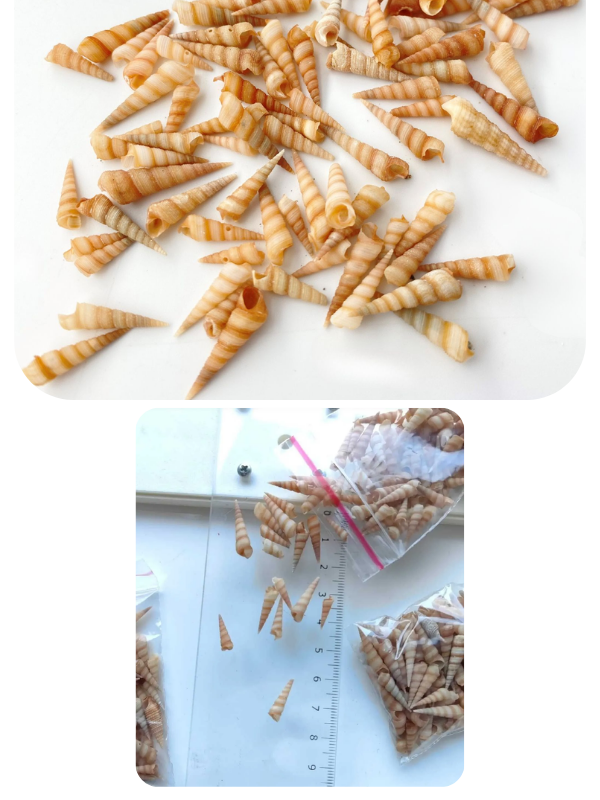 Epoksi Reçine Minik Turitella Deniz Kabuğu 10 gr Kutulu