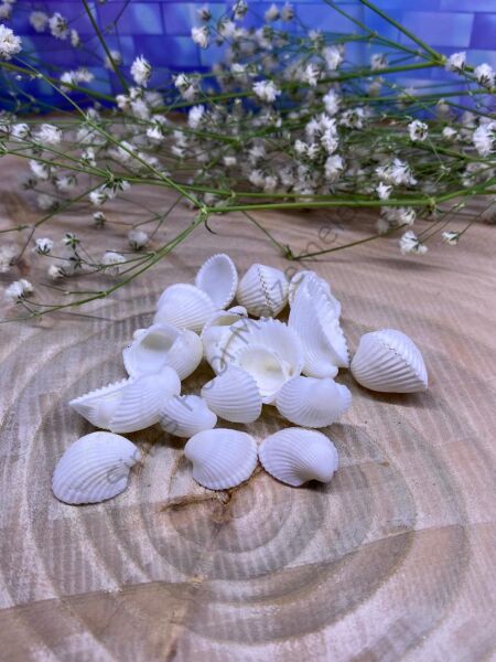 Beyaz Küçük Deniz  Kabuğu 25 Gr Paket