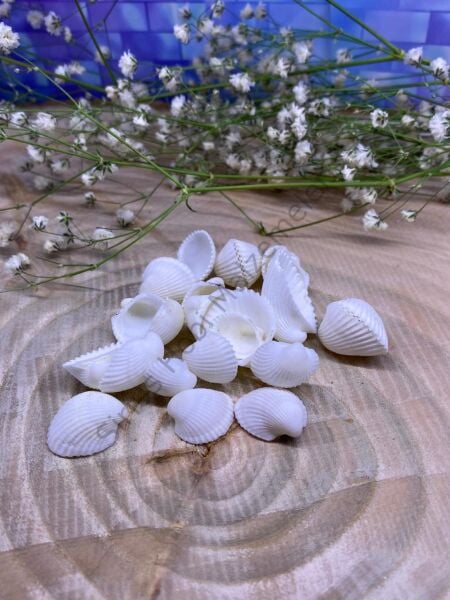 Beyaz Küçük Deniz  Kabuğu 25 Gr Paket