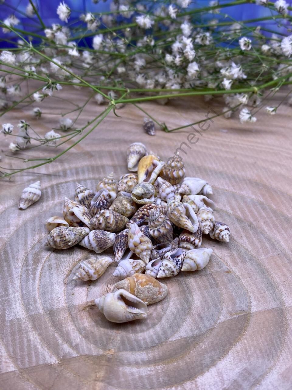 Deniz Kabuğu 25 gr