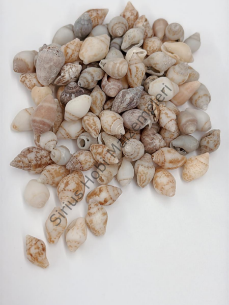 Yerli Deniz Kabuğu 25gr