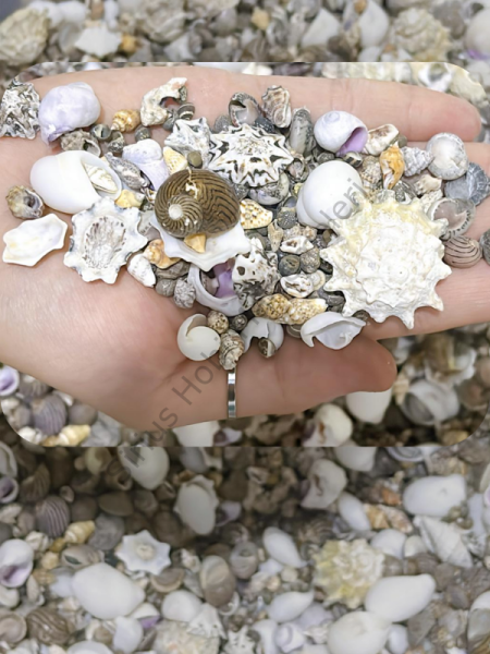 Mix DenizKabukları 50 gr