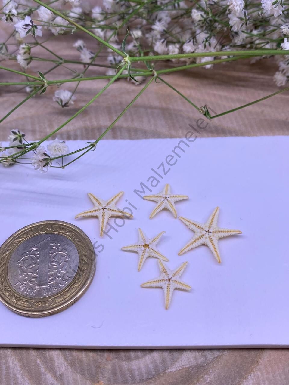 Gerçek Deniz Yıldızı 5 adet Küçük