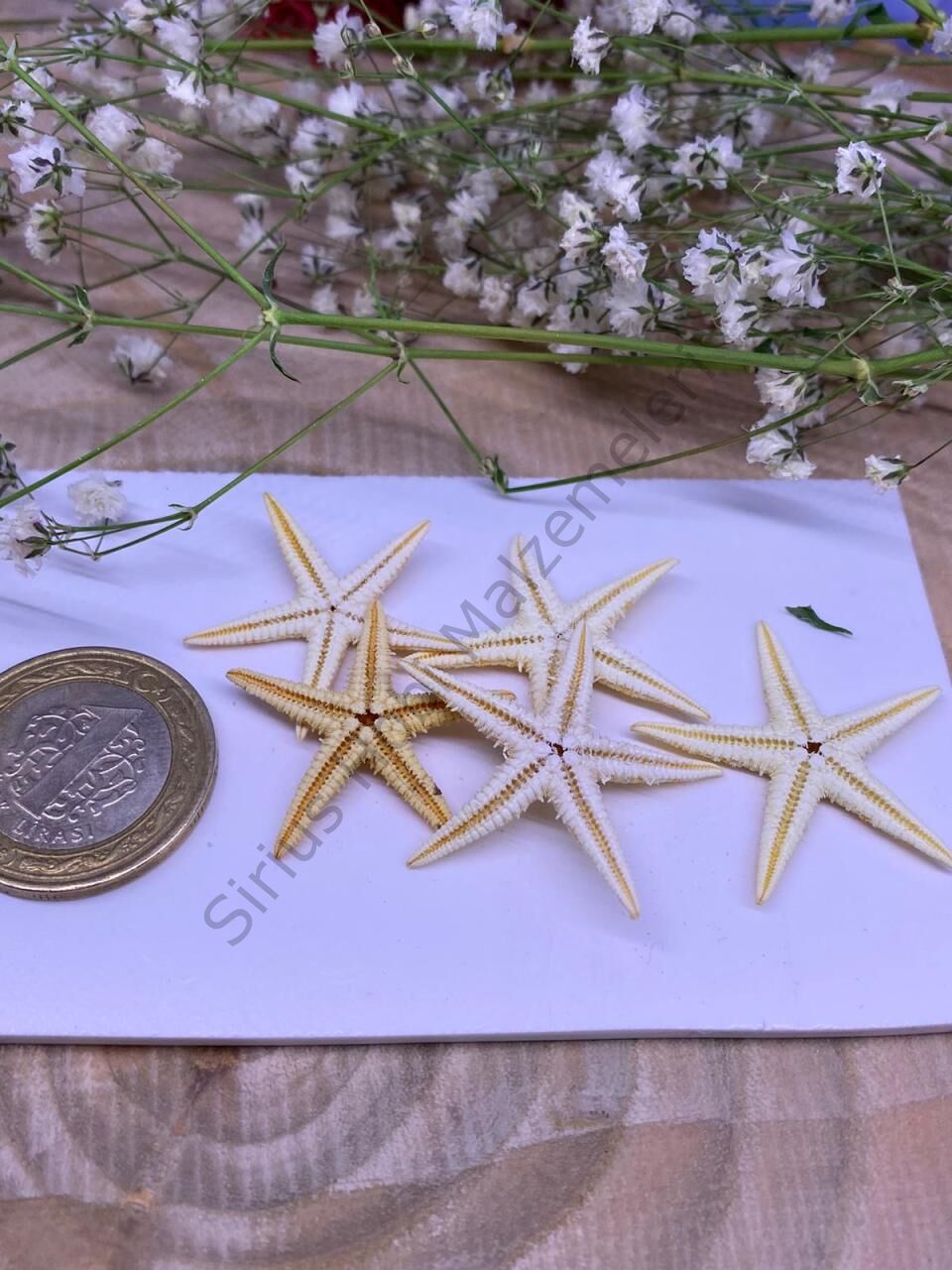 Gerçek Deniz Yıldızı Büyük