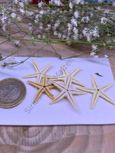 Gerçek Deniz Yıldızı Büyük