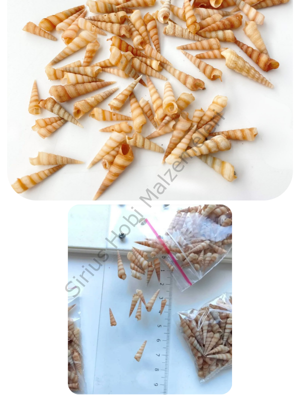 Epoksi Reçine  Minik Turitella Deniz Kabuğu 10 gr Kutulu