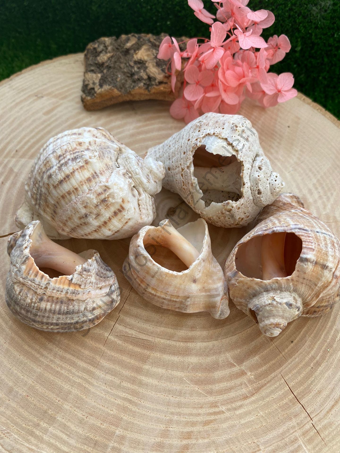 Büyük Deniz Kabukları 5 adet(Kırık )