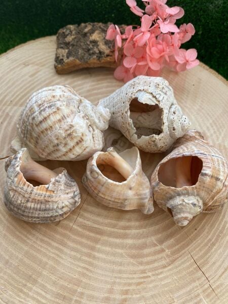 Büyük Deniz Kabukları 5 adet(Kırık )