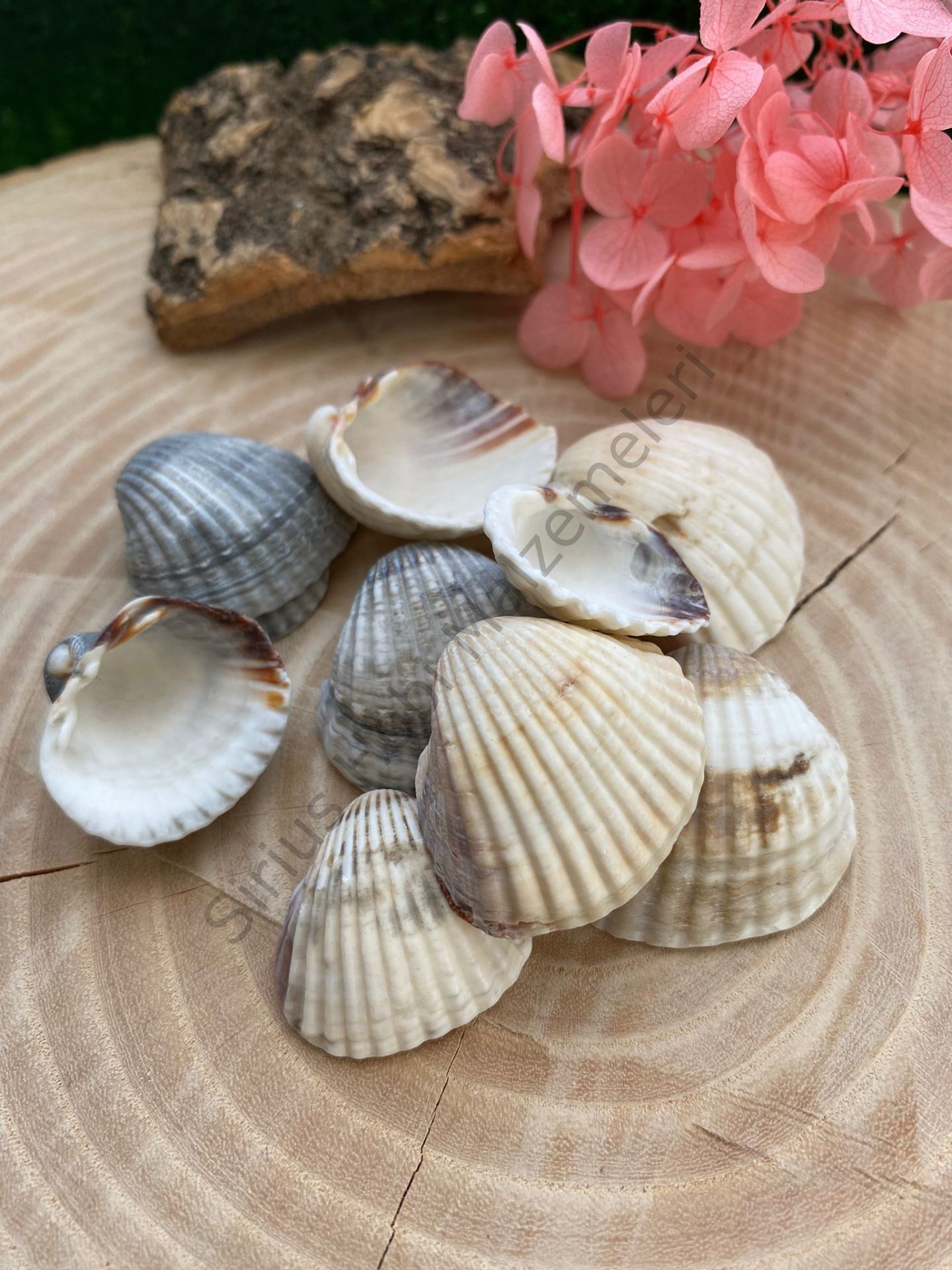 Büyük Deniz Kabukları 5 adet